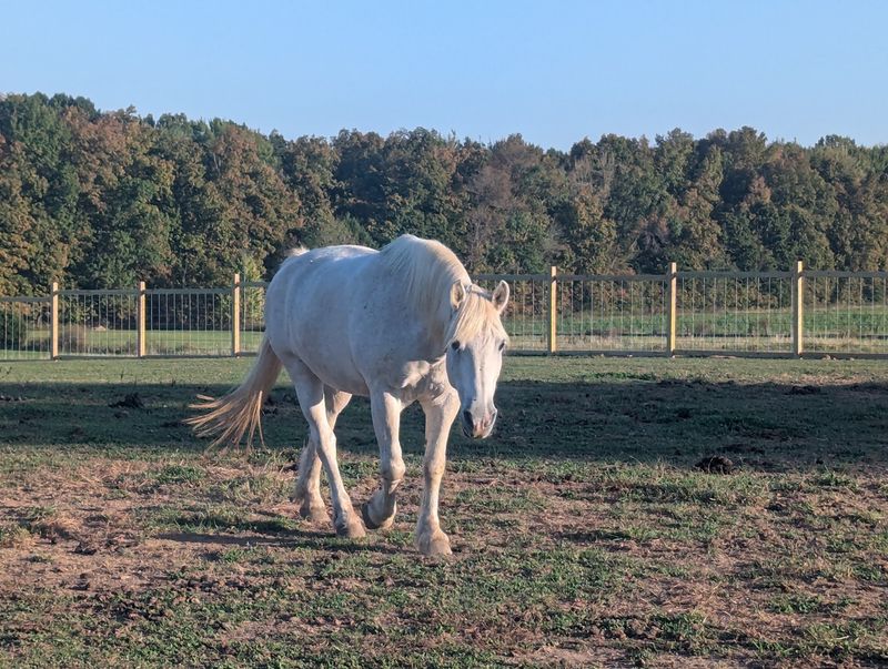 Buddy's Story And The Quiet Power Of Second Chances Buddy's Story And The Quiet Power Of Second Chances