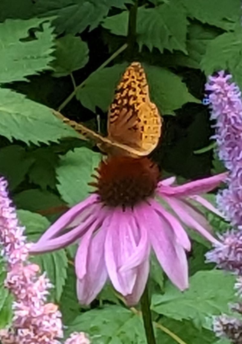 Butterflies, Bees and Hummingbird Hopes Butterflies, Bees and Hummingbird Hopes