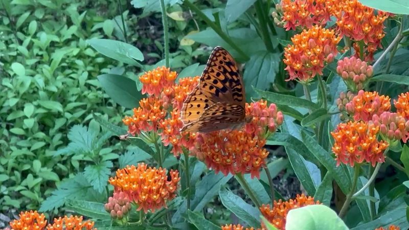 Butterflies, Fence Murals, and a Touching Statue Butterflies, Fence Murals, and a Touching Statue