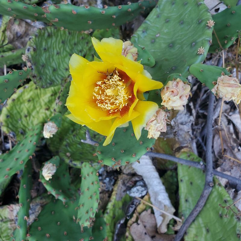 Cactus Ledge, the Oddest Stop on the Route