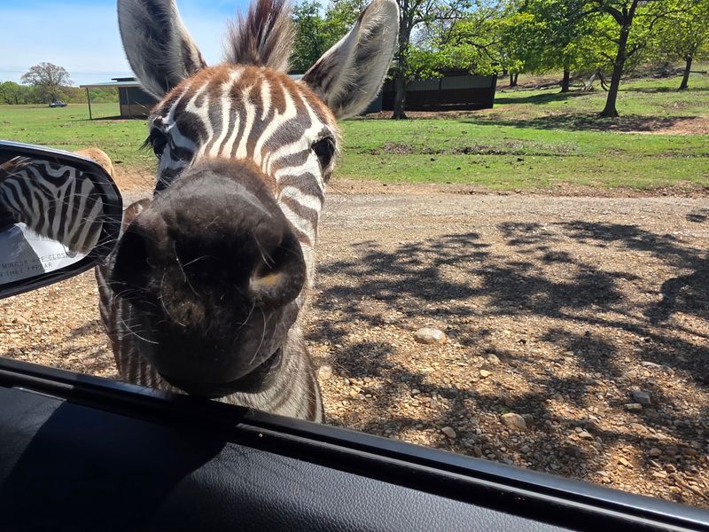 Camels and Zebras at the Window