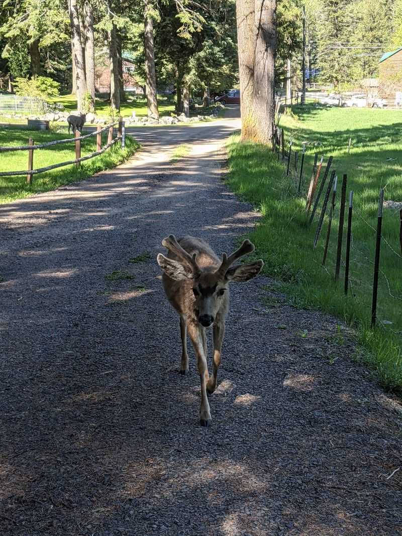 Camping At The State Park With Wildlife Close By