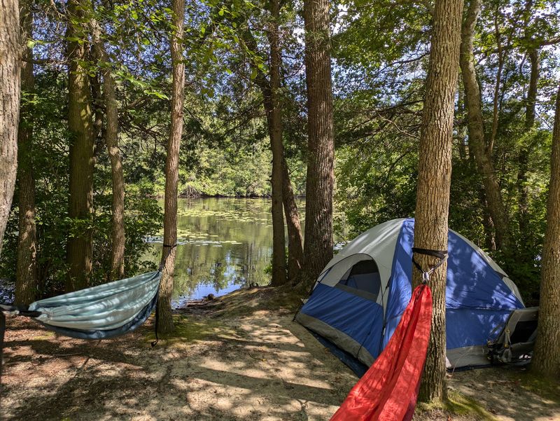Camping Under A Canopy Of Pines