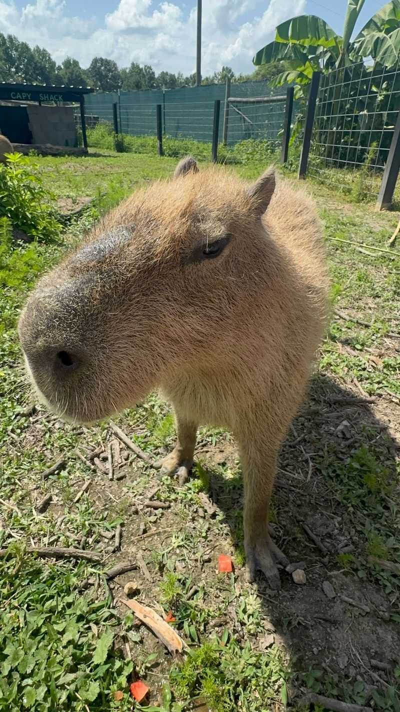 Capybaras, the Chillest Rodents Around Capybaras, the Chillest Rodents Around