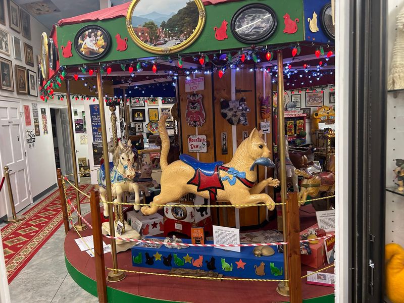 Carousel Cats You Can Actually Get Close To Carousel Cats You Can Actually Get Close To