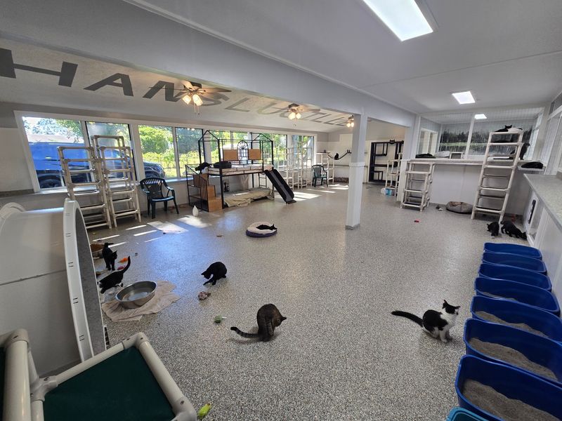 Cats Living Cage-Free, And You Can Tell Cats Living Cage-Free, And You Can Tell