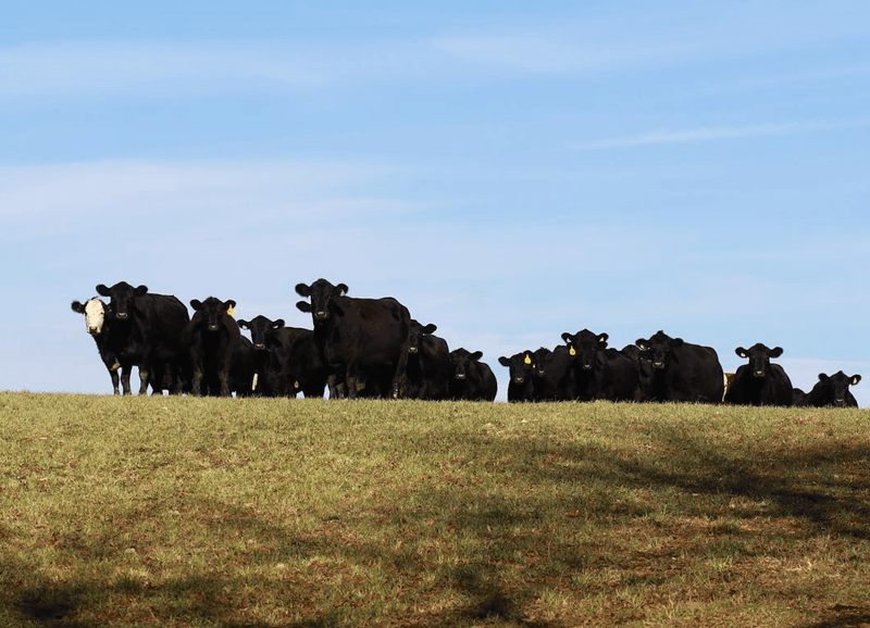 Cattle That Actually Live on Grass Cattle That Actually Live on Grass