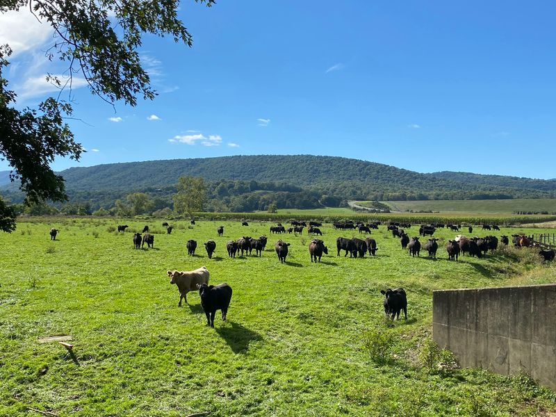Cattle You Can See From the Counter