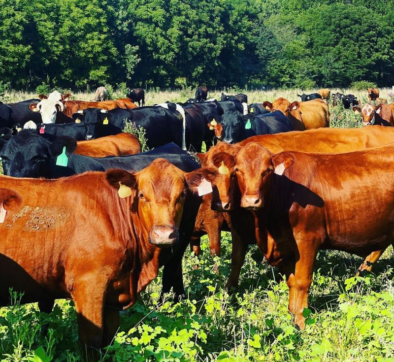 Cattle on the Move Through Managed Paddocks Cattle on the Move Through Managed Paddocks
