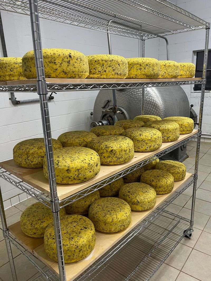 Cheese Wheels Shaped by Hand, Ten Varieties Deep Cheese Wheels Shaped by Hand, Ten Varieties Deep