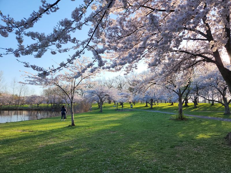Cherry Blossoms That Rival The Famous Ones Cherry Blossoms That Rival The Famous Ones