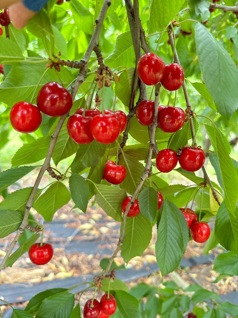 Cherry Season Draws the Devoted