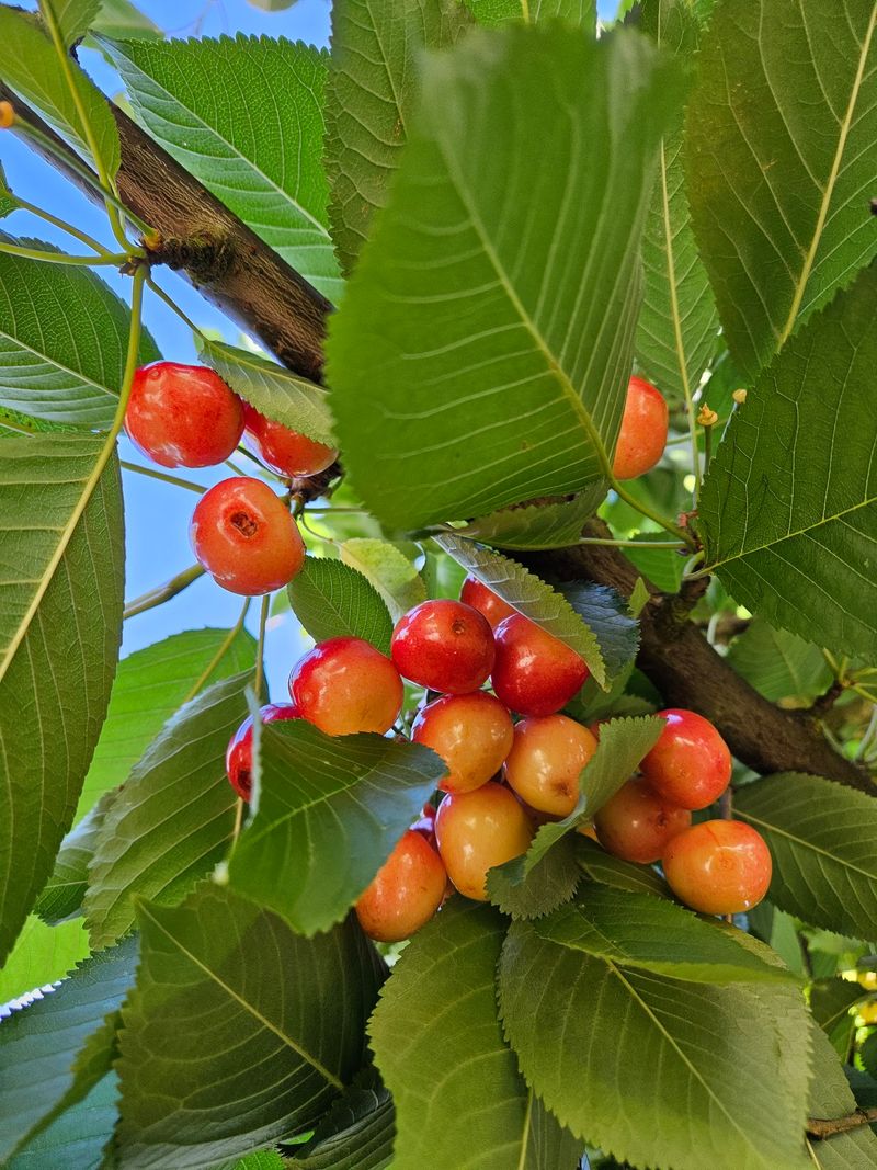 Cherry Season Kicks Things Off in Early Summer Cherry Season Kicks Things Off in Early Summer