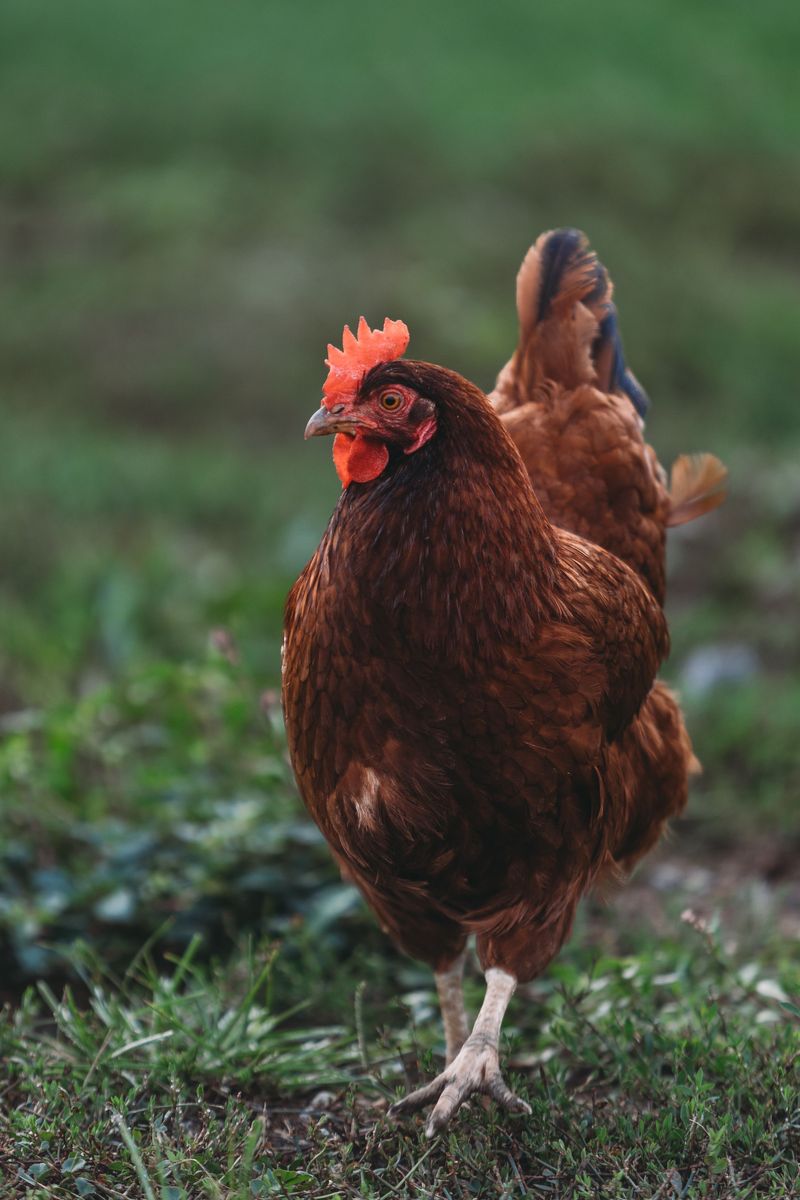 Chickens, Dogs, and the Unexpected Mix of Residents Chickens, Dogs, and the Unexpected Mix of Residents