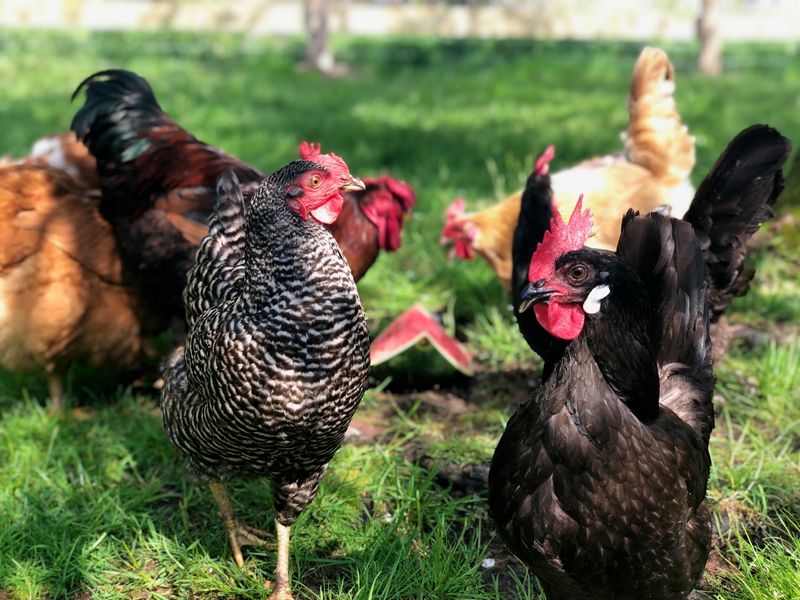 Chickens That Get A New Patch Of Grass Every Single Day