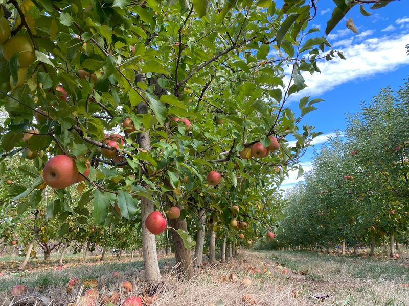 Chiles Peach Orchard Brings Crozet Into Focus Chiles Peach Orchard Brings Crozet Into Focus