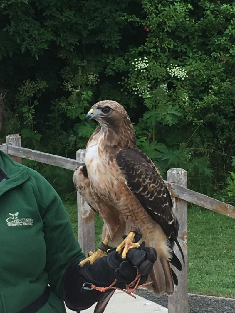 Chintimini Wildlife Center-Wildlife Hospital, Corvallis, OR