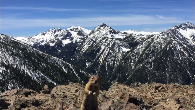 Chipmunks and Squirrels With Zero Shyness