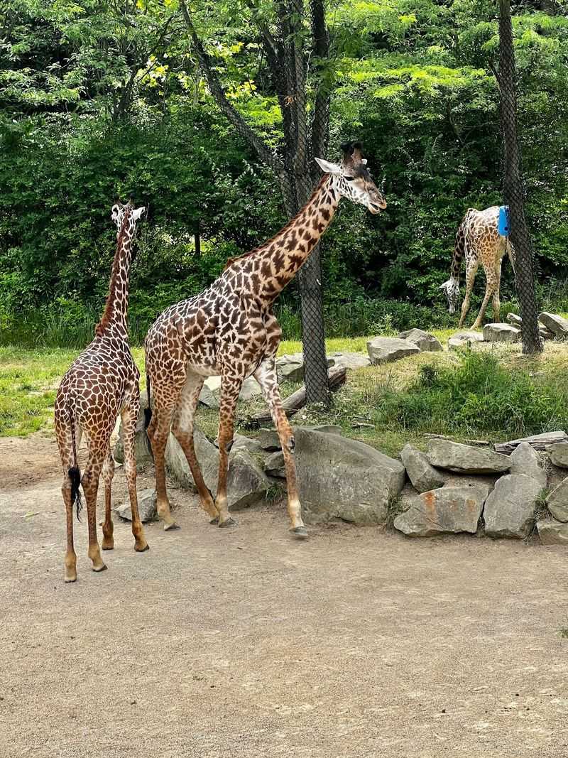 Cincinnati Zoo & Botanical Garden, Cincinnati, OH