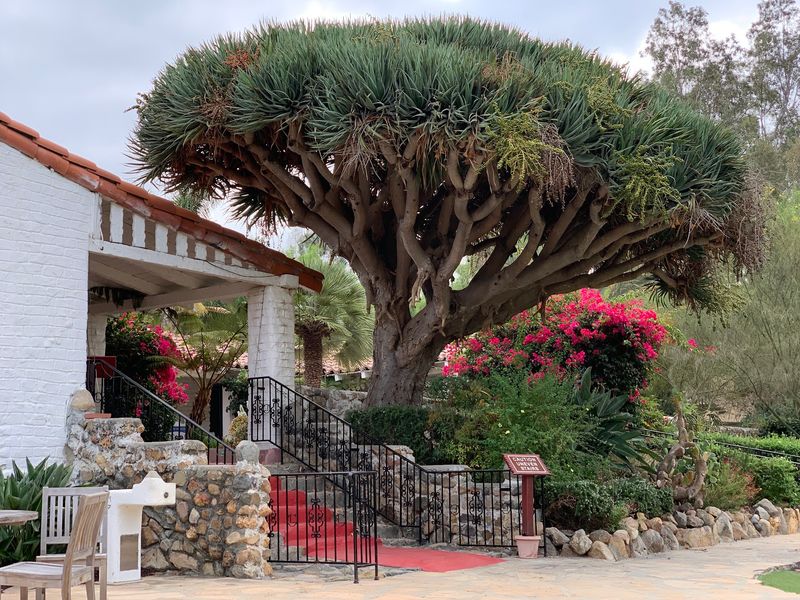 Citrus Breezes and a Giant Dragon Tree
