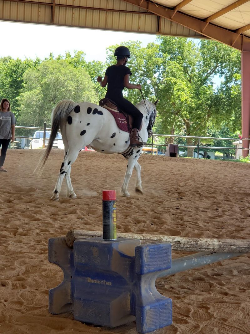 Classical Dressage And Hunter Jumper Training Classical Dressage And Hunter Jumper Training