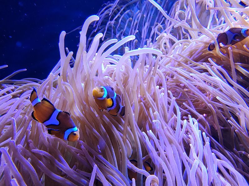 Clownfish, Anemones, and Coral Color Clownfish, Anemones, and Coral Color