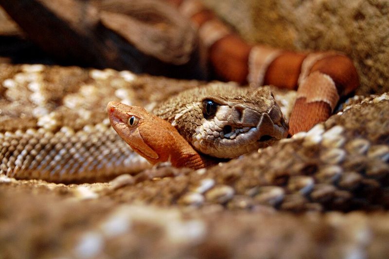 Copperhead Country, So Watch Where Those Boots Land Copperhead Country, So Watch Where Those Boots Land