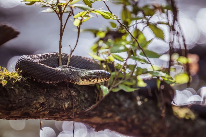 Copperheads Hiding In Plain Sight Copperheads Hiding In Plain Sight
