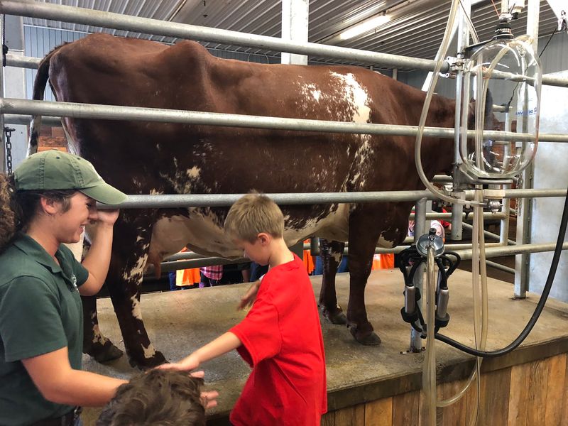 Cow Milking Up Close Cow Milking Up Close
