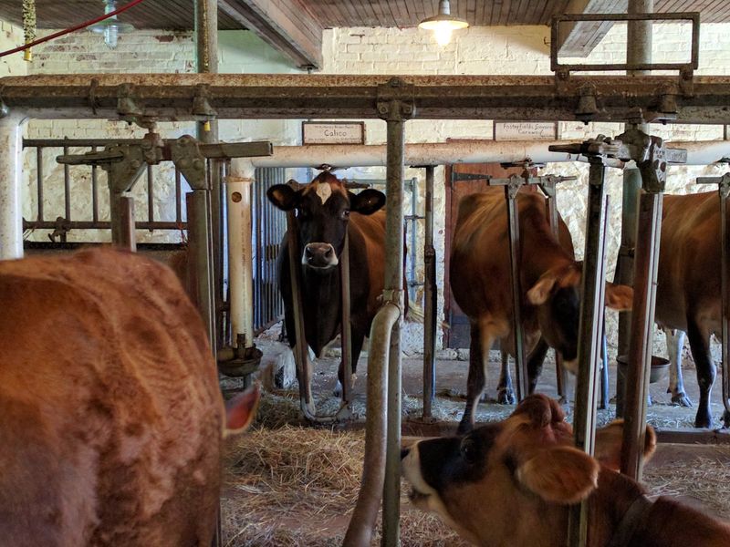 Cows, Goats And A Whole Lot Of Clucking Cows, Goats And A Whole Lot Of Clucking