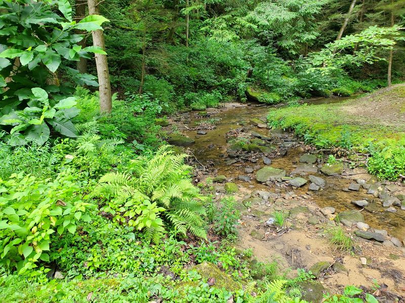 Creekside Camping in a Shady Narrow Hollow Creekside Camping in a Shady Narrow Hollow
