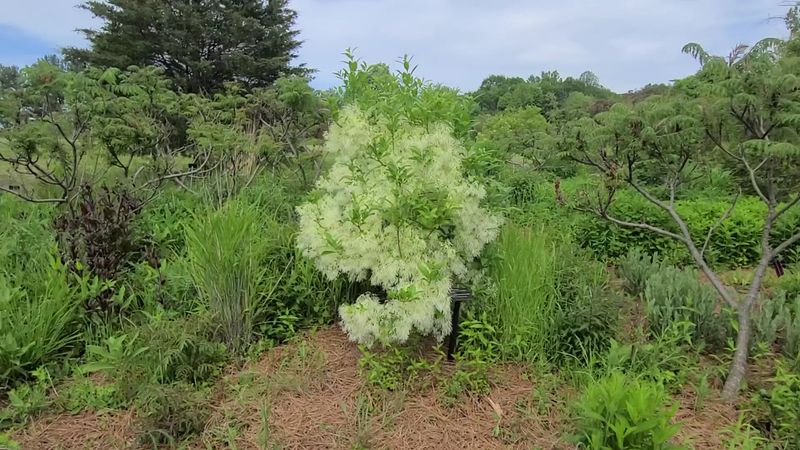 Cultivated Gardens Behind the Visitor Center