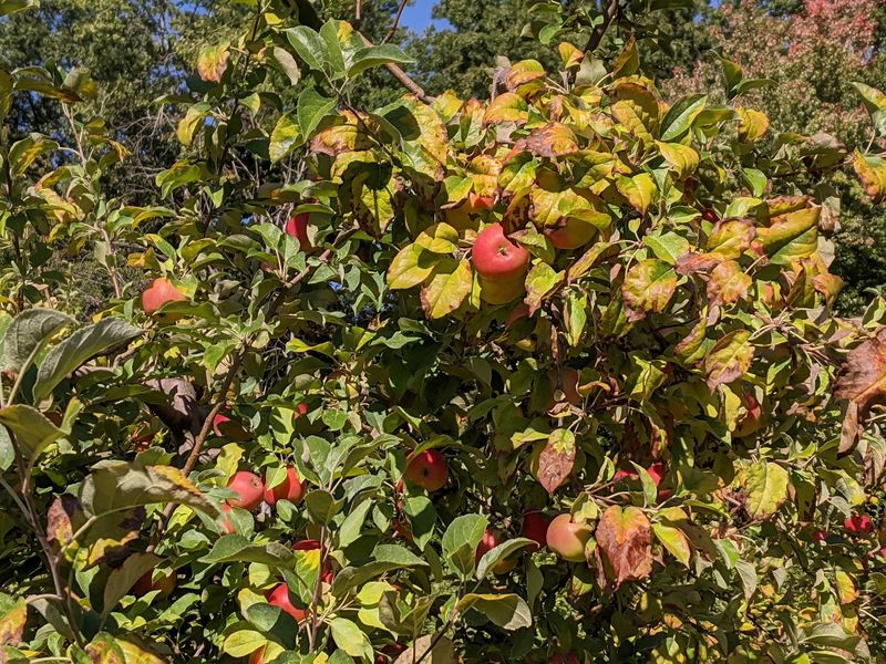 Currier Orchards Currier Orchards