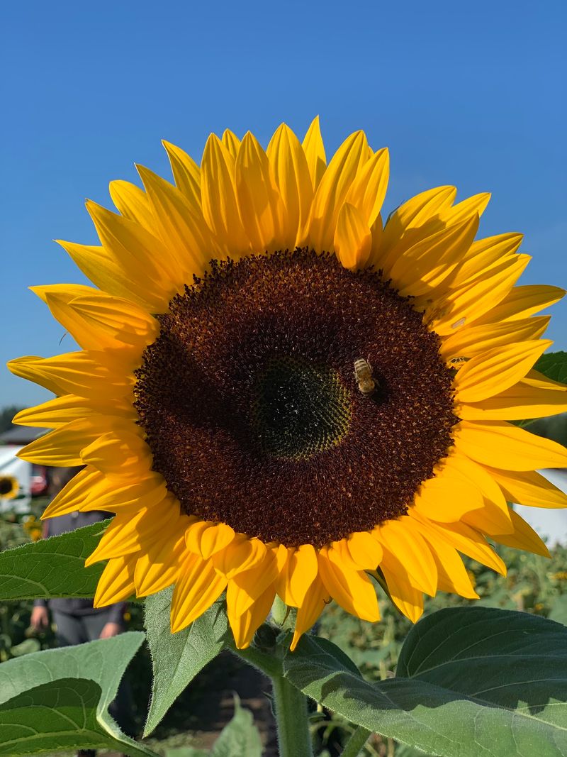 Cut Your Own Flowers While The Bees Work Beside You Cut Your Own Flowers While The Bees Work Beside You