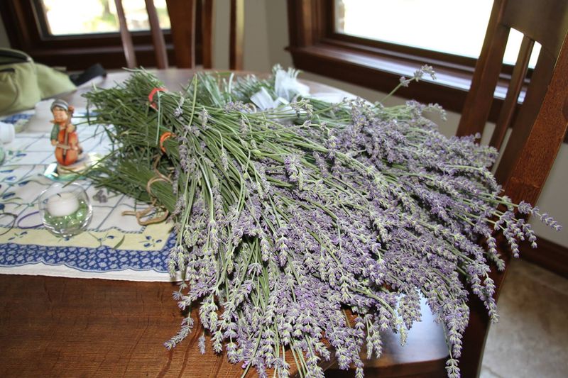 Cutting Your Own Bouquet During Peak Bloom Cutting Your Own Bouquet During Peak Bloom