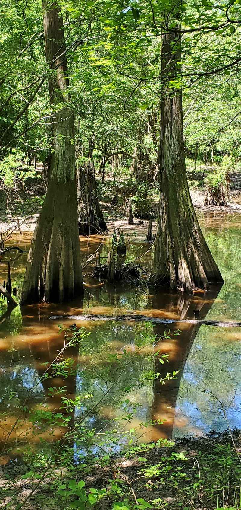 Cypress Slough And Those Famous Knees