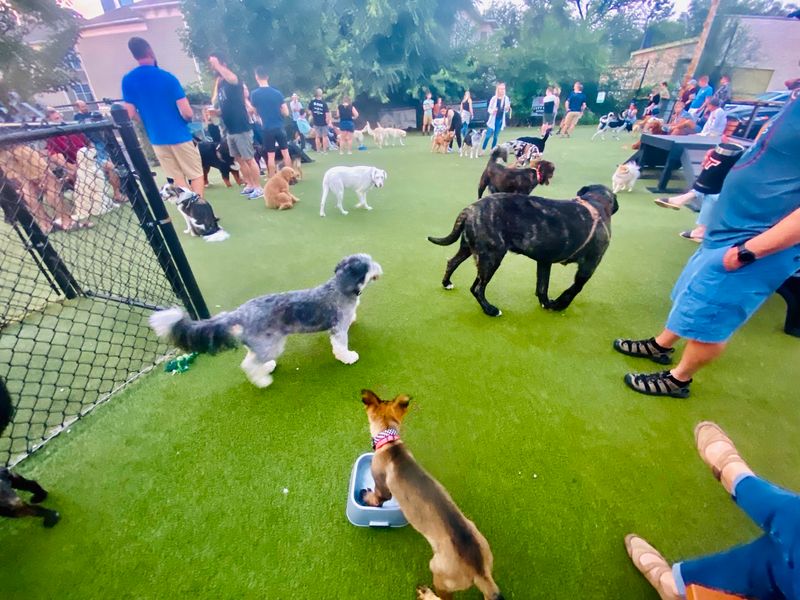 Dachshunds With Zero Chill and Even Less Coordination Dachshunds With Zero Chill and Even Less Coordination