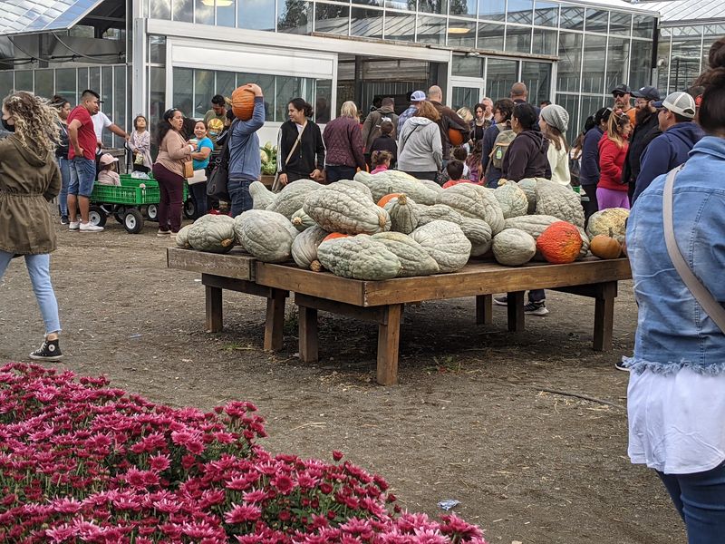 December Brings Christmas Trees, Wreaths and Poinsettias