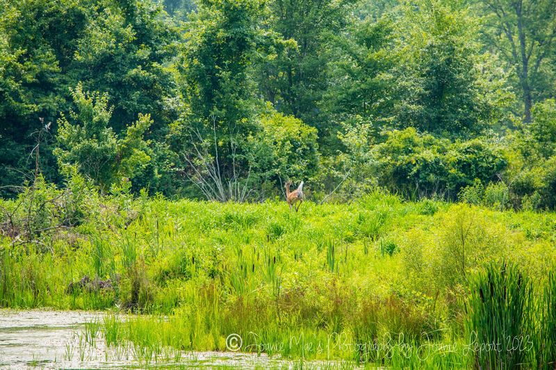 Deer, Birds, and Fields That Come Alive