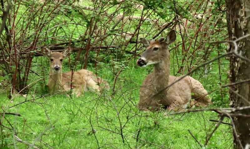 Deer, Turtles, and Butterflies Sharing the Trails