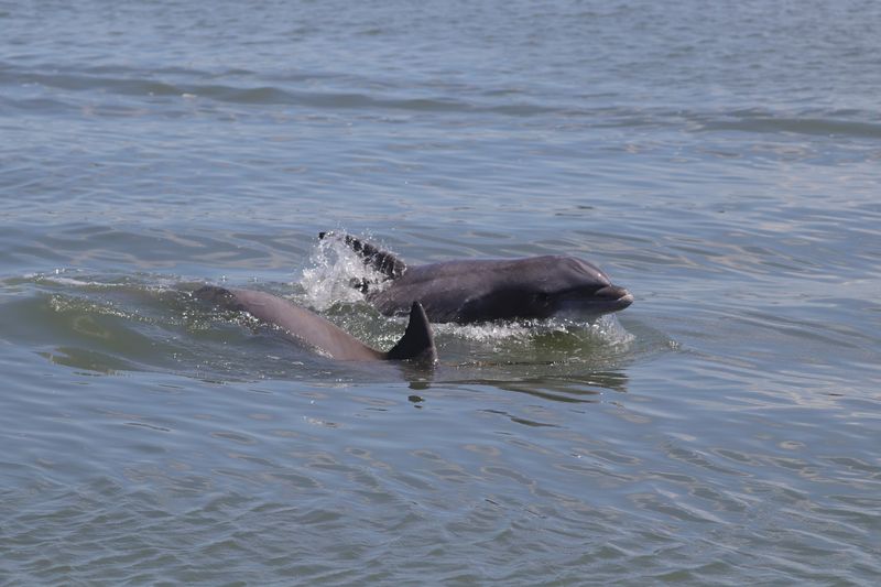 Dolphins Breaking The Surface