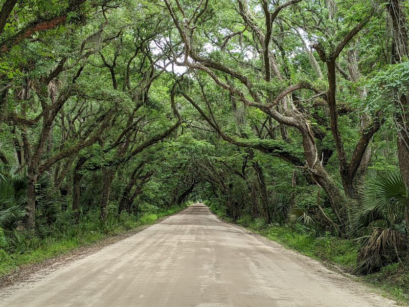 Driving the Loop Under a Ceiling of Live Oaks Driving the Loop Under a Ceiling of Live Oaks