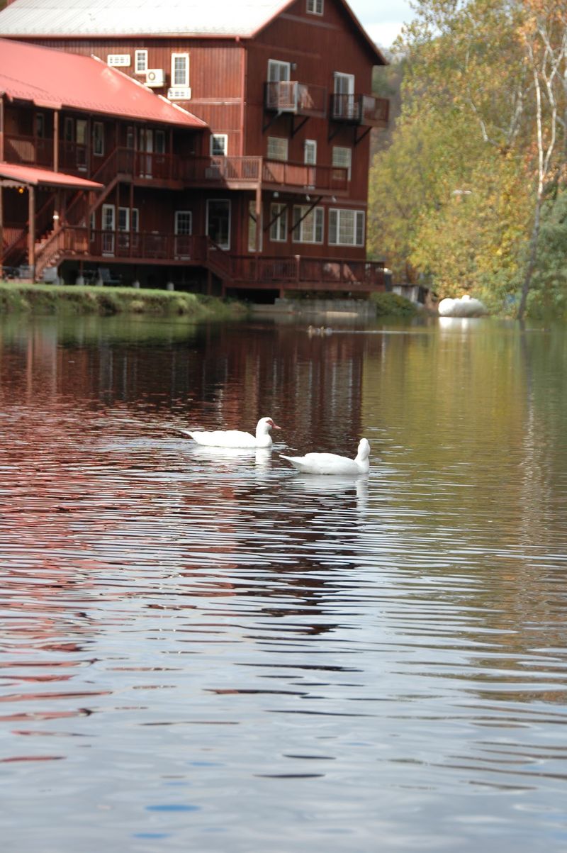 Ducks, Herons, and Other Dinner Companions Ducks, Herons, and Other Dinner Companions
