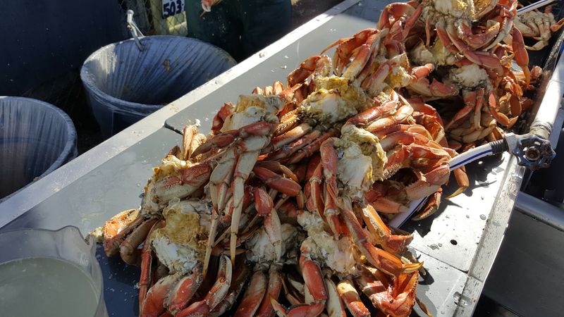 Dungeness Crab Straight From the Basin