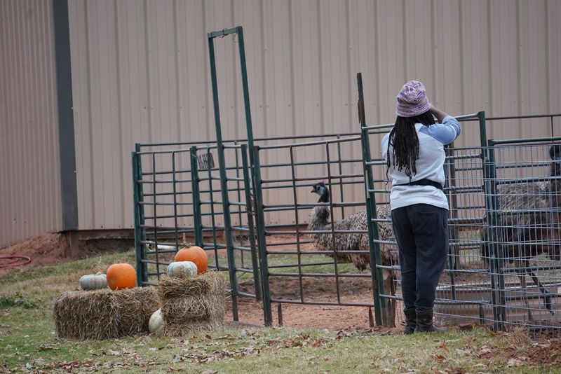 Egg Gathering in the Coop, a Small Thrill for City Kids