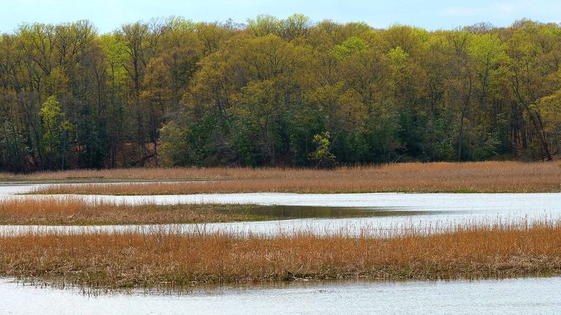 Elizabeth Hartwell Mason Neck National Wildlife Refuge, Lorton, Virginia Elizabeth Hartwell Mason Neck National Wildlife Refuge, Lorton, Virginia