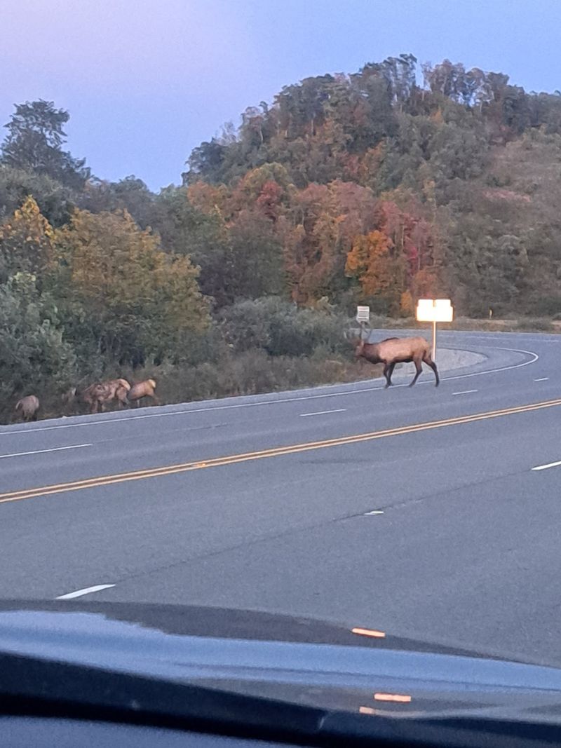 Elk Etiquette Nobody Should Skip Elk Etiquette Nobody Should Skip