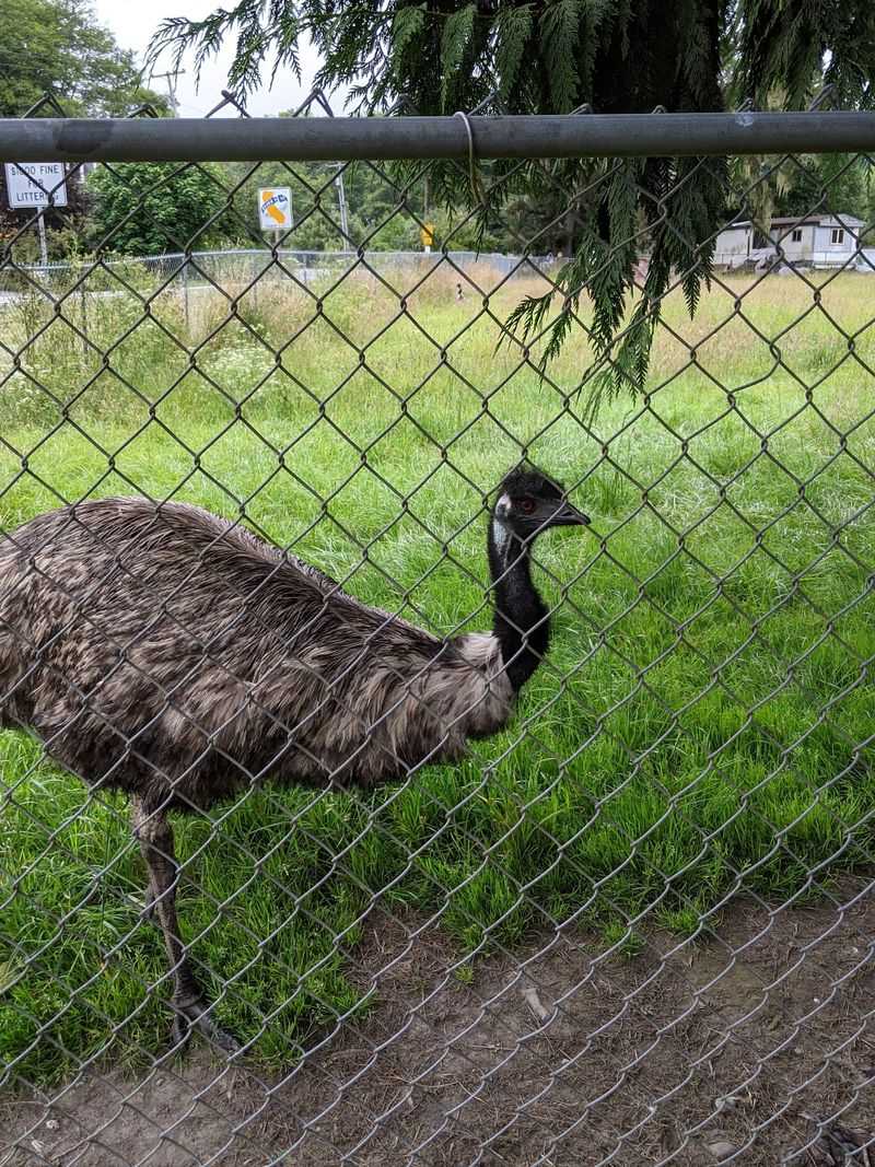 Emus Living in the Field Across the Way