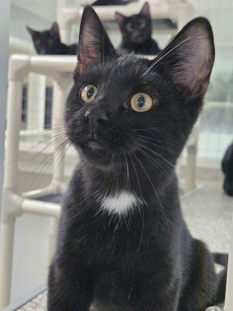 Every Cat Leaves Fully Vetted And Ready Every Cat Leaves Fully Vetted And Ready