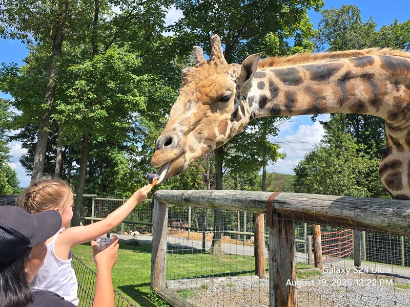 Face to Face With Giraffes and Their Curling Tongues